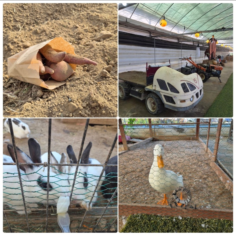 [용인 아이랑 가볼만한곳] 동물 먹이주기부터 고구마캐기까지 시간제한 없는 체험농장 헤븐....