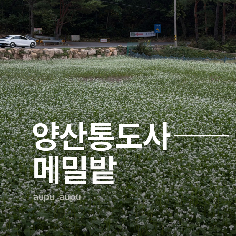 울산근교 통도사 메밀밭,서운암 및 주차정보