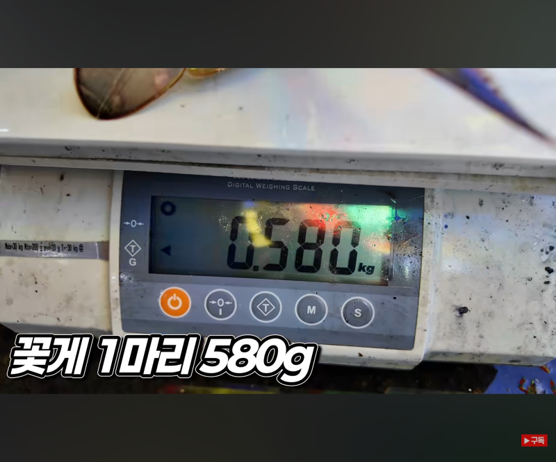 서천 홍원항 꽃게 대란? 소래포고·대명포구 거르고 당장 달려가야 할 이유!