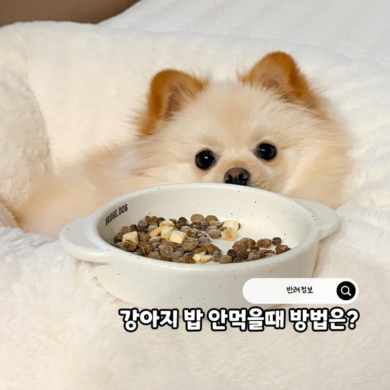 강아지 밥 안먹을 때 굶기기 괜찮을까? 사료 안먹을 때 해결 방법은?