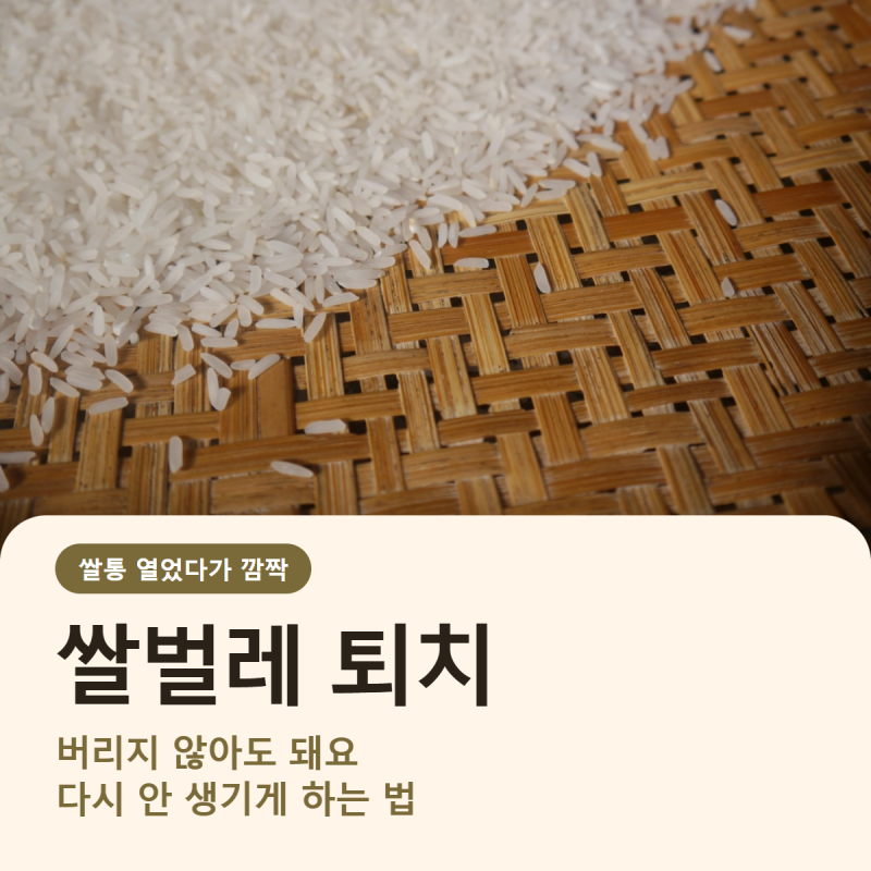 쌀벌레 퇴치 쌀 버리지 마세요, 쌀벌레 생기는 이유와 다시 안 생기게 하는 법