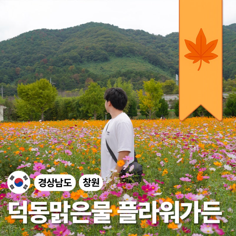 "단 12일만 개방" 해주는 숨은 가을꽃 명소 부산근교나들이 창원 마산 여행
