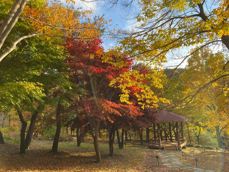 경상북도수목원 가을 방문 후기｜포항 근교 단풍 명소｜경북 가을 나들이 장소｜경북 가을 ....
