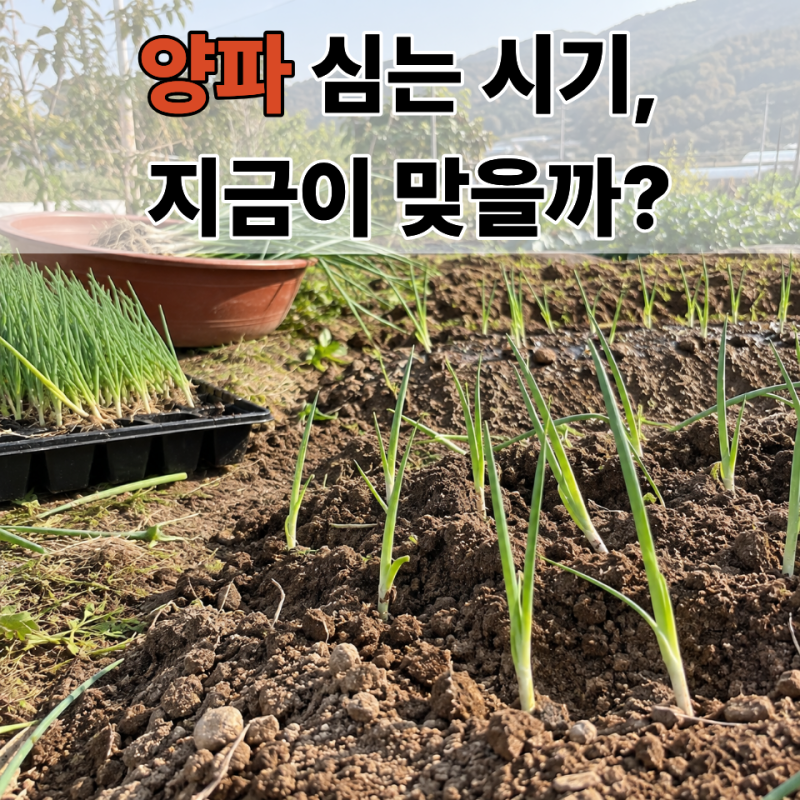 가을양파심는시기, 10월에 심으면 될 줄 알았는데 지역마다 달라요