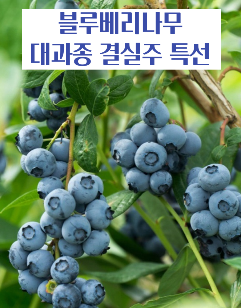 [블루베리 키우기] 인기 블루베리 품종 3종 비교! 레가시 vs 듀크 vs 메도우락 특징 및 재배 팁