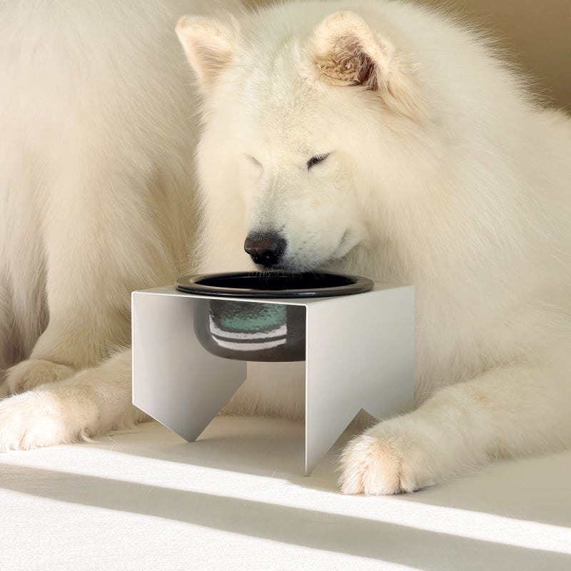 우리집 댕댕이 밥 먹는 모습도 우아하게! 47% 할인 중인 스텐 밥그릇 후기