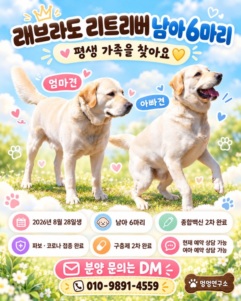 사랑스러운 순수 래브라도 리트리버 왕자님 6형제의 평생 가족을 찾아요