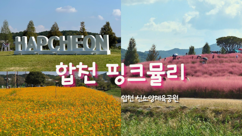 합천 신소양공원 핑크뮬리 후기 주말 주차 꿀팁부터 개화 상황까지!