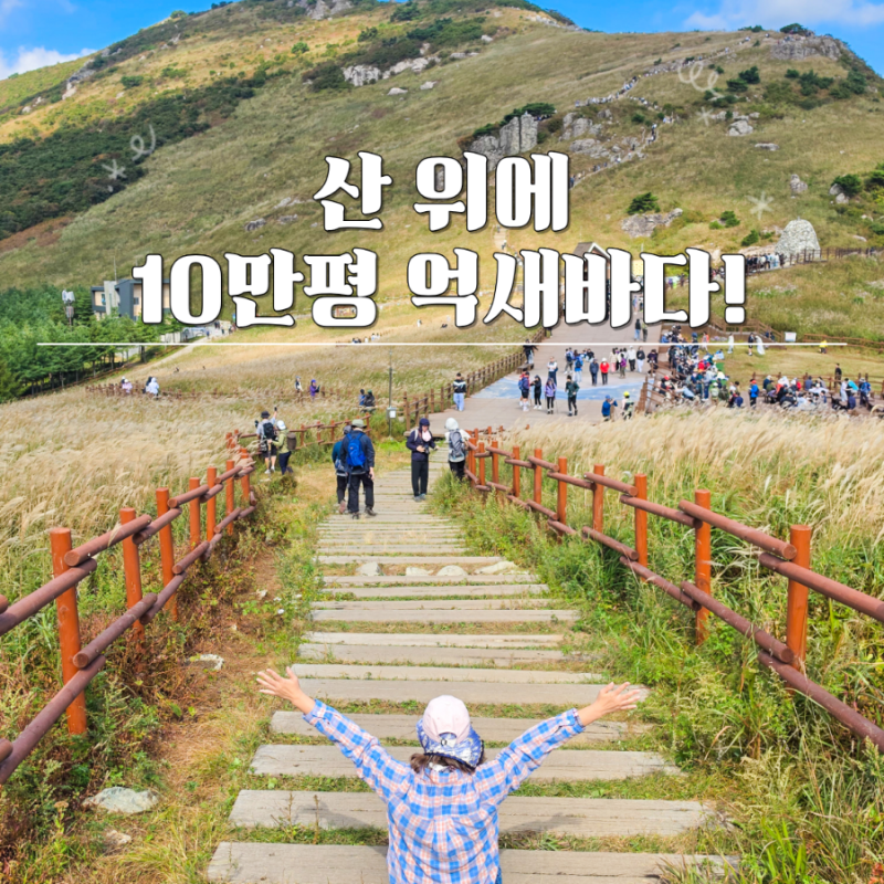 실시간, 울산 간월재 영남알프스 억새 평원 사슴농장 등산코스 주차장