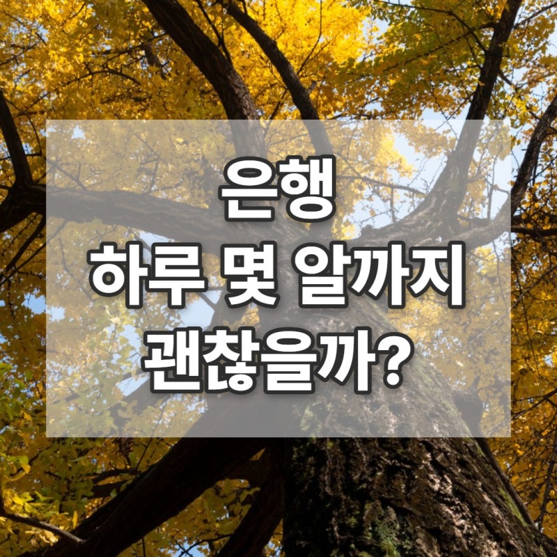 은행 하루 몇 알까지 괜찮을까? 은행 효능과 중독 증상