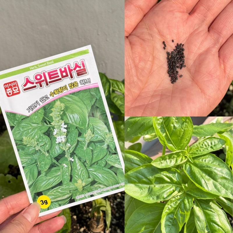 씨앗드림 스위트바질 씨앗으로 시작하는 베란다텃밭 바질키우기