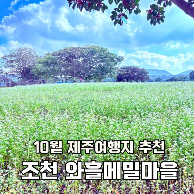 10월 제주 억새 보고 여기도 가세요! 제주 동쪽 가볼만한 곳 와흘메밀마을 실시간 개화 상황 ....