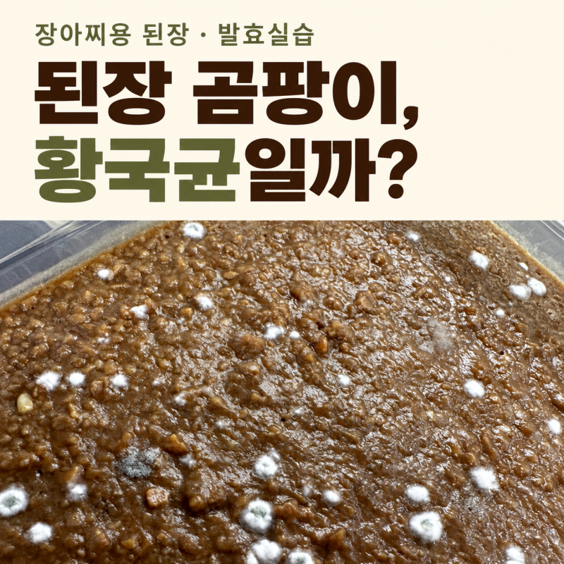 장아찌용 된장 곰팡이, 황국균일까?