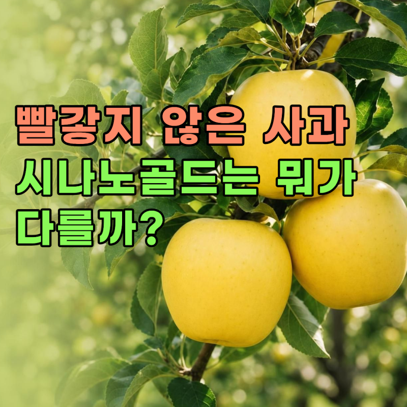 노란색 사과 시나노골드 뜻 제철 수확시기 정리