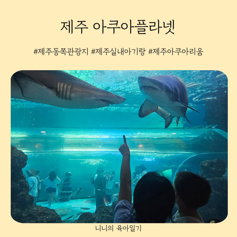 제주 아쿠아플라넷 할인 총정리 제주 아쿠아플라넷 할인 다자녀 아이랑 방문후기