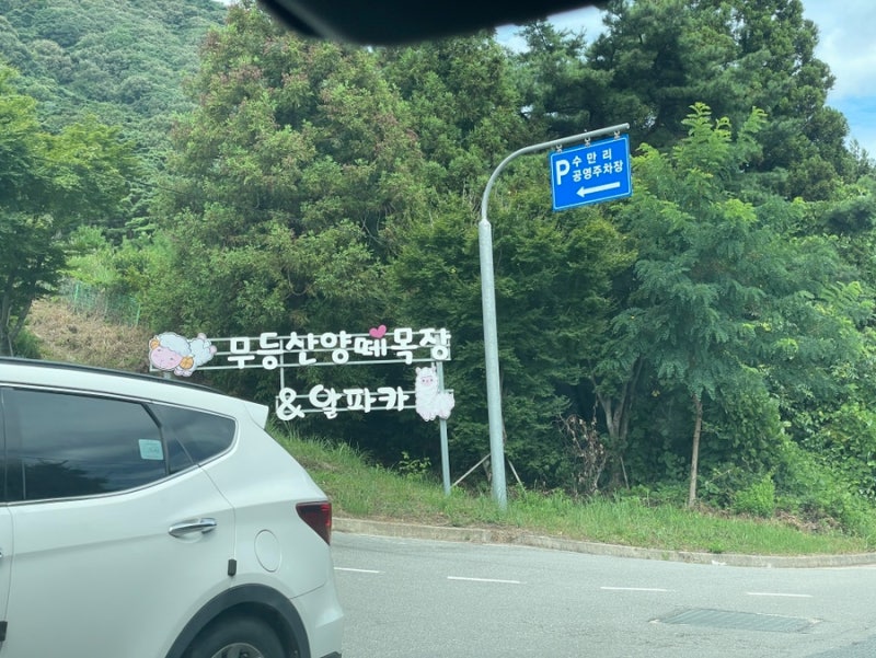 [전남화순] 광주 근교 가볼만한곳 무등산 양떼목장