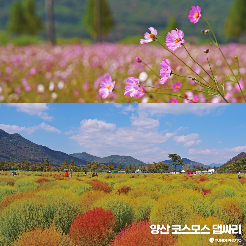 양산 황산공원 코스모스 댑싸리 위치, 가을 꽃구경 명소 부산근교 애견동반 가볼만한곳