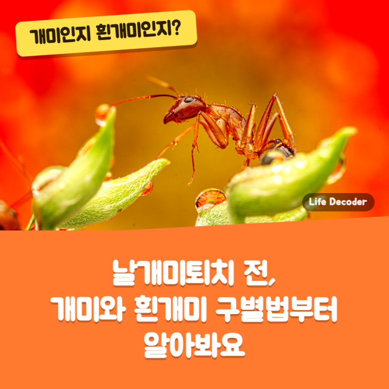 날개미퇴치 전, 개미와 흰개미 구별법부터 알아봐요