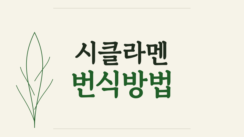 시클라멘 번식방법, 씨앗 받기부터 파종과 모종 관리까지