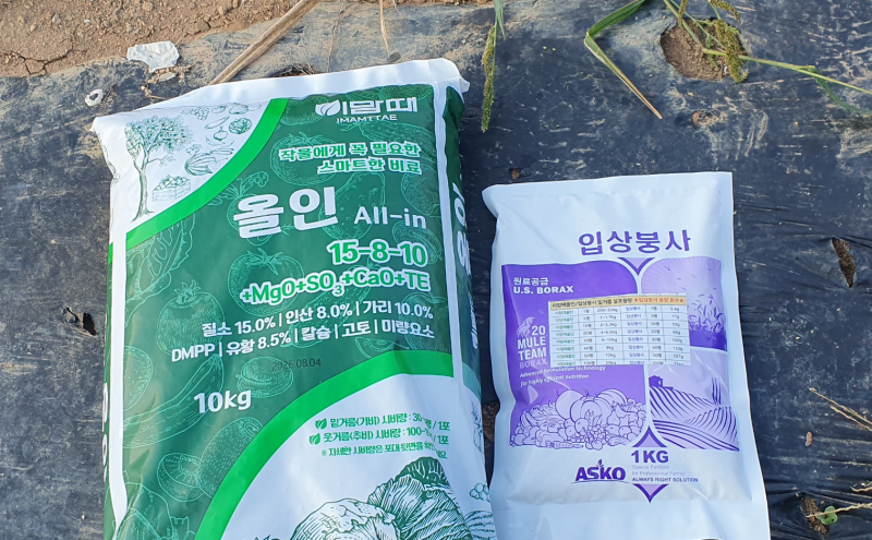 이맘때올인 복합비료 후기｜김장배추 웃거름부터 마늘 양파 밑거름까지