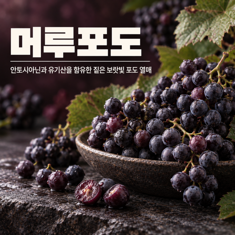 머루포도 효능 7가지 수확시기 보관법 씨 부작용