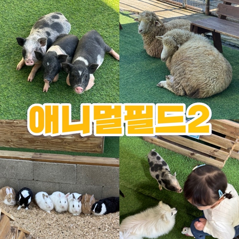 김천 아이와 가볼만한곳 '애니멀필드2’ 실내 동물원 솔직후기