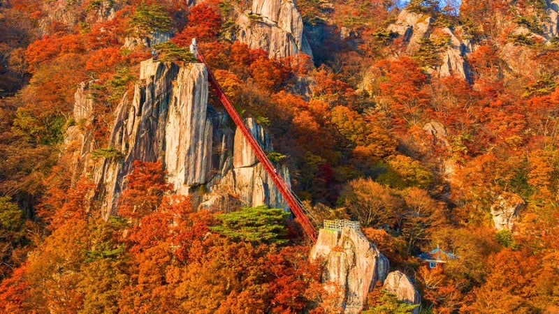 [영선이랑여행] 대둔산 케이블카·금강구름다리 & 속리산 세조길·법주사 단풍 당일여행 (11월....
