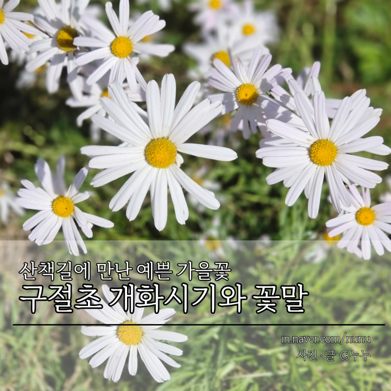 구절초 개화시기 꽃말 다년생 야생화 산책길 아름다운 가을 꽃