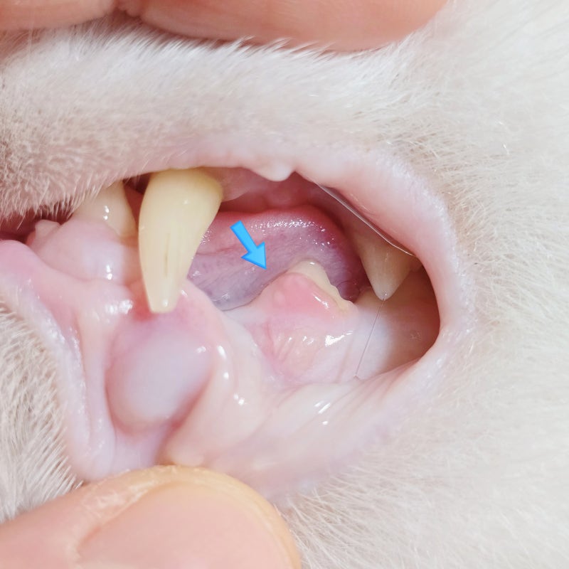 고양이 치아흡수성병변 원인과 증상 발치가 필요한 이유