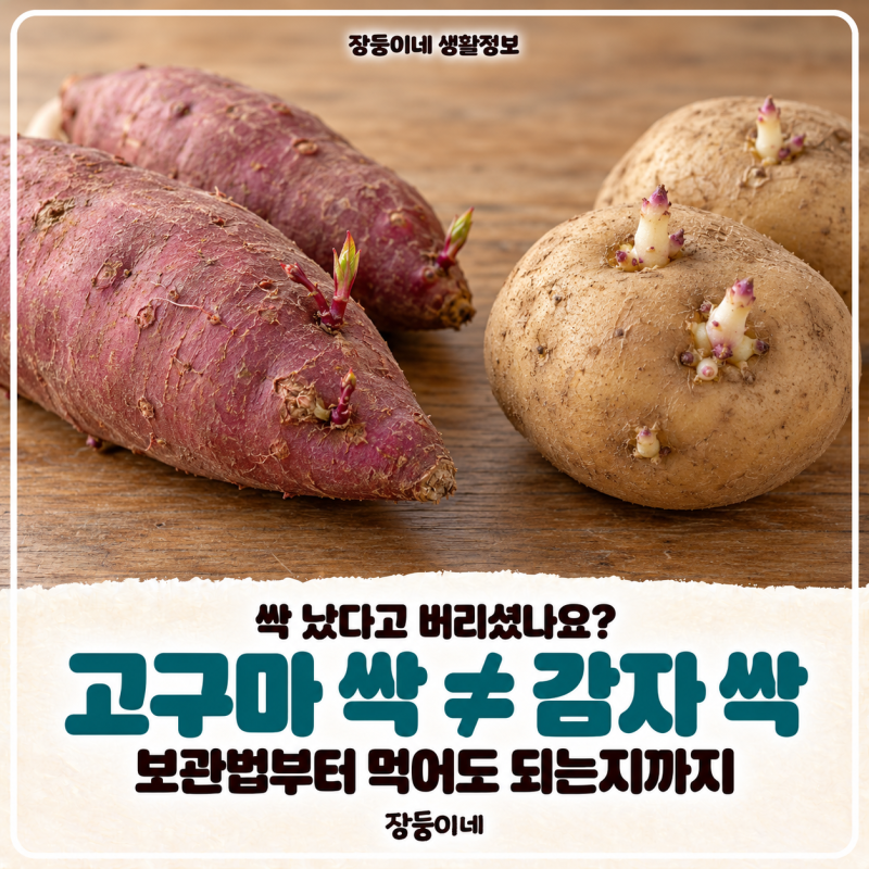 고구마·감자 보관법, 싹 났다고 다 버리세요? 둘은 달라