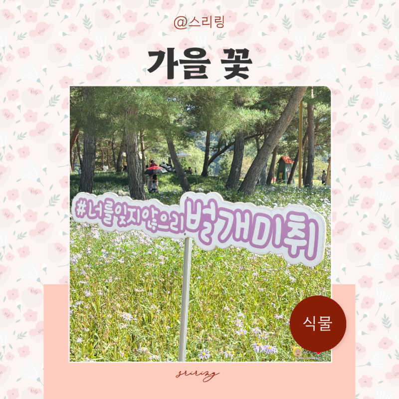가을꽃 종류 벌개미취 꽃말 가을국화 메리골드