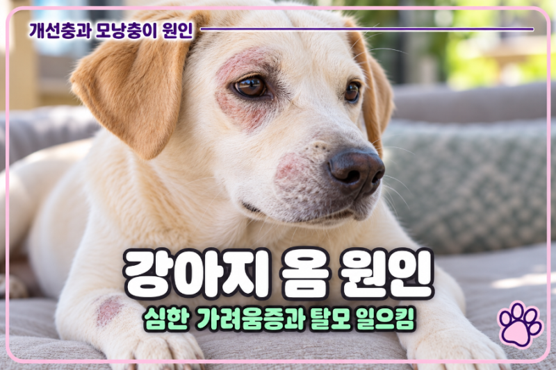 강아지 옴 원인 진드기 가려움증과 탈모로 보는 모낭충과 개선충