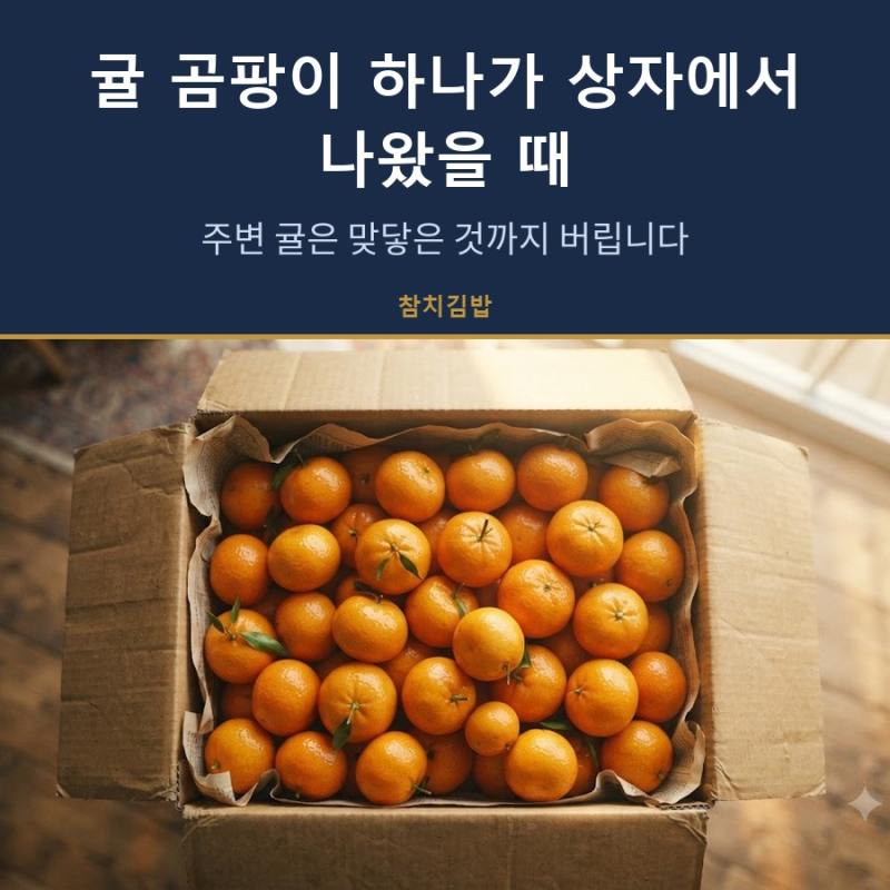 귤 곰팡이 하나가 상자에서 나왔을 때, 주변 귤은 맞닿은 것까지 버립니다