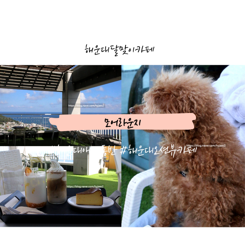 부산 해운대 달맞이카페, 주차 및 애견동반 가능 바치케맛집 모어라운지