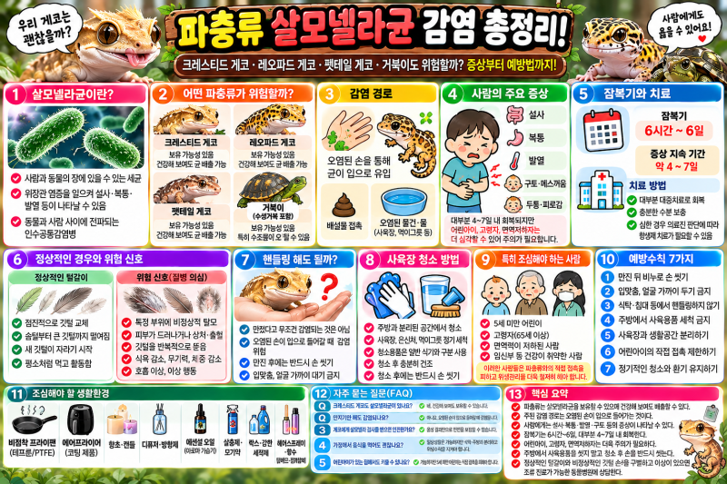 파충류 살모넬라균 감염 총정리! 크레스티드 게코·레오파드 게코·거북이도 위험할까? 증상....