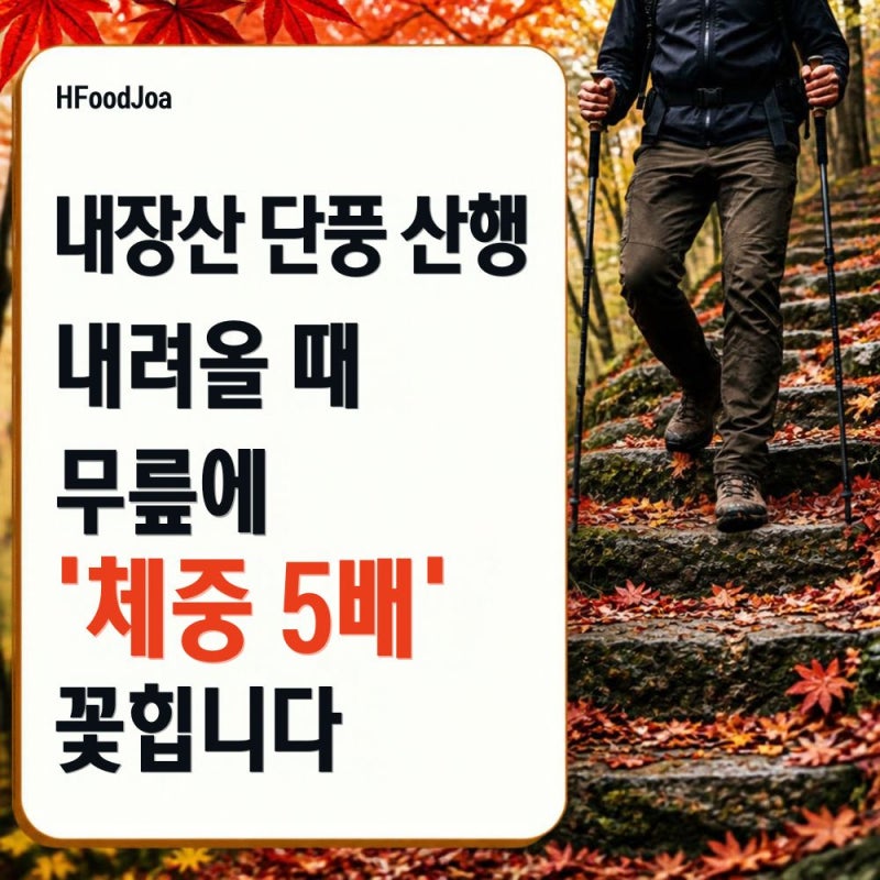 내장산 단풍 산행 주의보! 올라갈 때보다 무릎이 아작나는 하산 시 무릎 통증 원인과 등산 스....