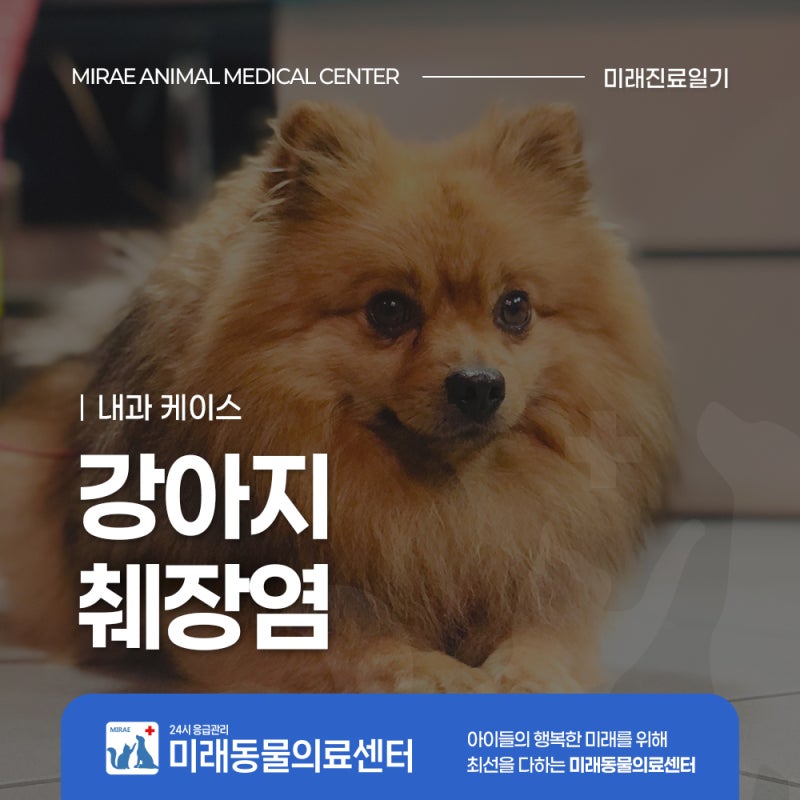 동천동동물병원 강아지 췌장염 증상 및 입원 치료 [미래동물의료센터]