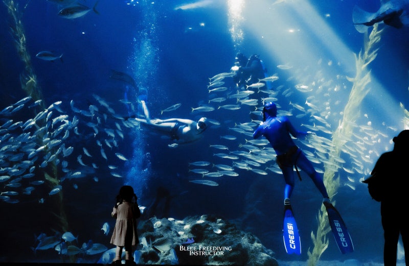 제주 아쿠아플라넷 프리다이빙 체험 예약 및 이용 정보