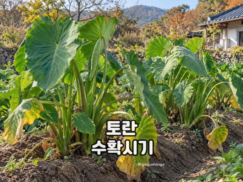토란 수확시기 캐는 방법 보관 시 주의할 점은