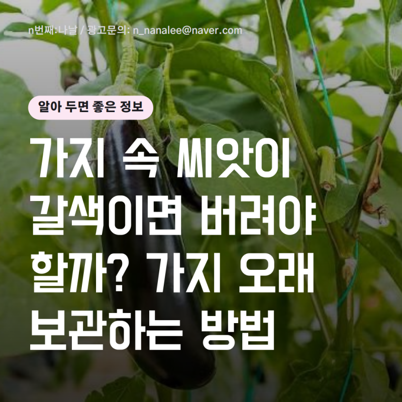 신선한 가지 고르는 법과 갈색 씨앗 변색 기준, 영양성분·효능 및 추천 가지 요리 레시피 총....