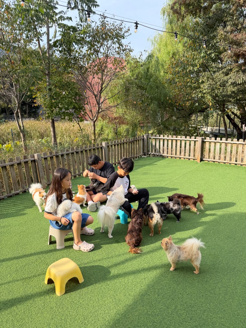 보령 아이와 가볼만한곳 '바둑이네동물원', 먹이주기부터 야외 놀이터까지!