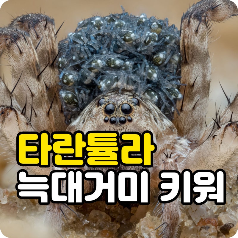 타란튤라부터 늑대거미도 키울 수 있다고? 반려동물로 만나는 독특한 절지동물