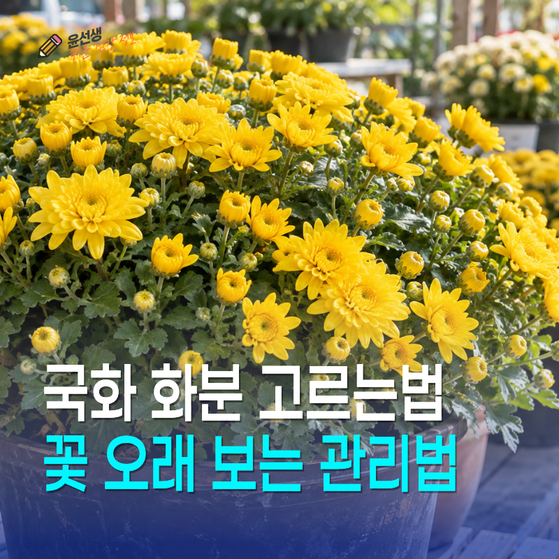 국화 화분 고르는법, 가을 꽃 오래 보는 관리법