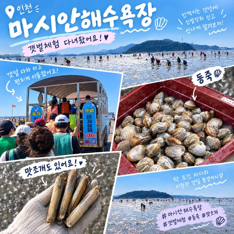 인천 마시안해수욕장 갯벌체험 후기•맛조개도 있어요!｜갯벌마차 타고 가을 해루질 즐고온....