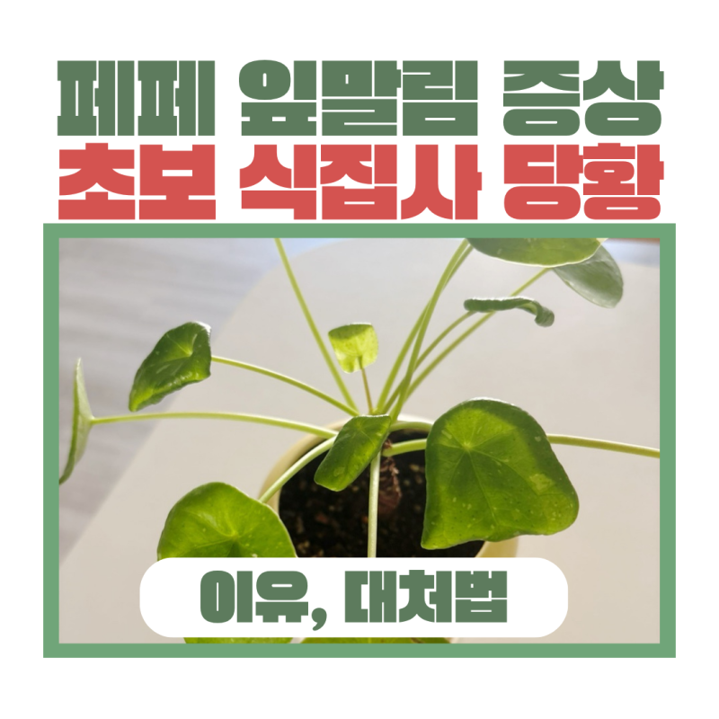 필레아페페 잎말림, 분갈이 후 자리 잘 잡은 식물들! 그런데 필레아페페 잎이 뒤로 꼬부라지....