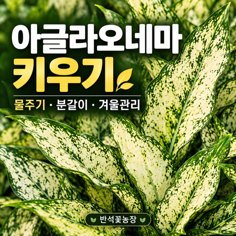눈처럼 하얀 잎이 매력적인 아글라오네마 키우기｜물주기와 겨울 관리 팁