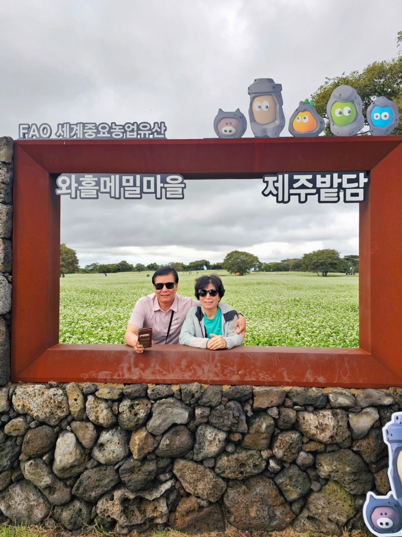제주여행 10월 제주 가볼만한곳 와흘메밀마을