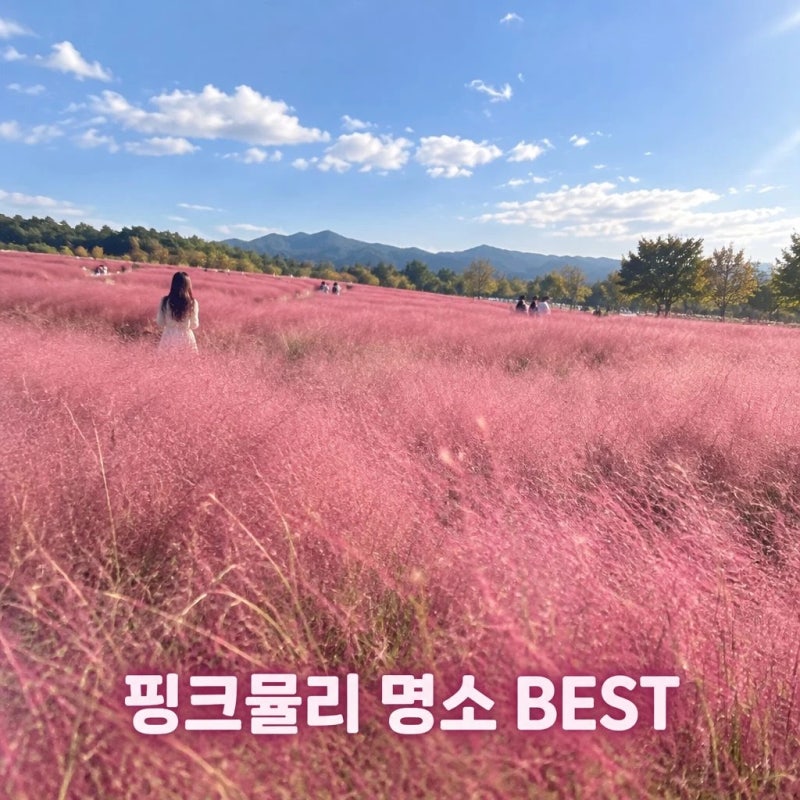핑크뮬리 만개한 가을 명소 추천 best