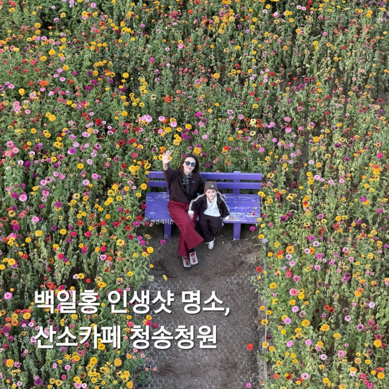 청송 산소카페 청송정원｜백일홍 인생샷 명소, 가을 나들이 가볼만한곳 (5살 아이랑)