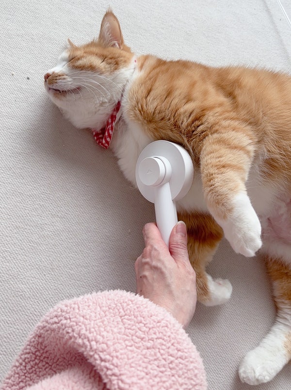 고양이 빗질 싫어하는데 꼭 해줘야 할까요?빗질만 하면 도망치는 냥이. 꼭 해야하는 이유!